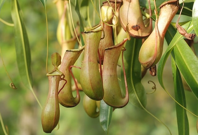 σαρκοφάγα φυτά sarracenia, σαρακενια