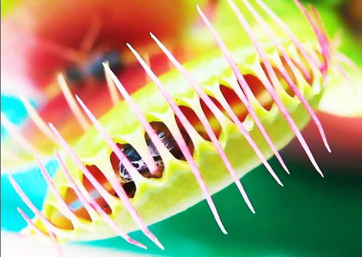 Διωναία (Venus Flytrap): Καλλιέργεια από Σπόρο – Οδηγίες Σποράς & Βλάστησης