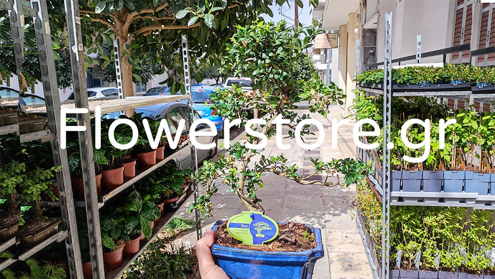 (Video) Flowerstore.gr – Το #1 Κατάστημα Πώλησης Φυτών και Σπόρων
