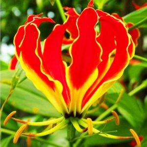 Βολβός Gloriosa Rothschildiana