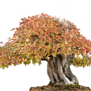 Acer Buergerianum (Σφενδάμι της τρίαινας) 2γρ. Σπόροι