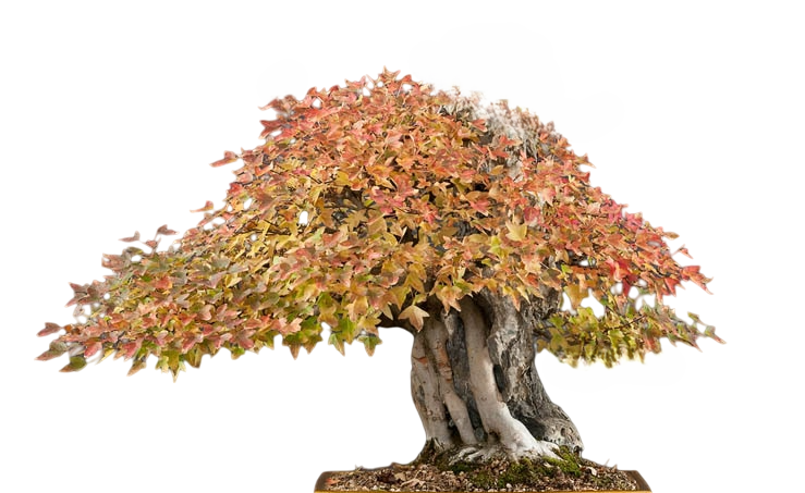 Acer Buergerianum (Σφενδάμι της τρίαινας) 2γρ. Σπόροι