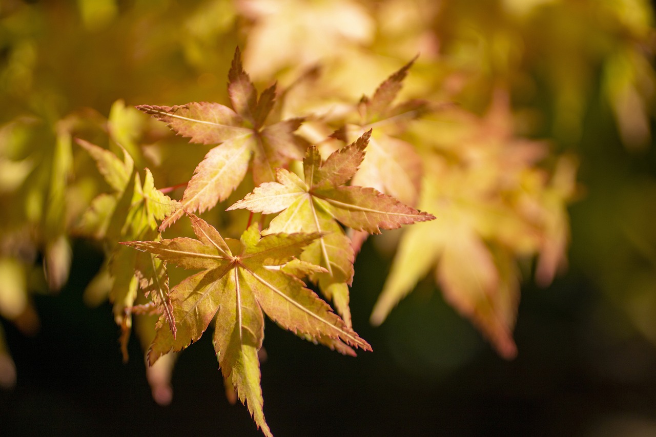 Acer Buergerianum (Σφενδάμι της τρίαινας) 2γρ. Σπόροι - Image 2