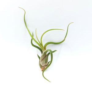 Αερόφυτο Tillandsia Bulbosa - XL