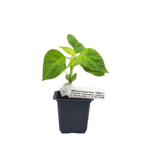 Carolina Reaper - Έτοιμο φυτό 10-15 εκ.