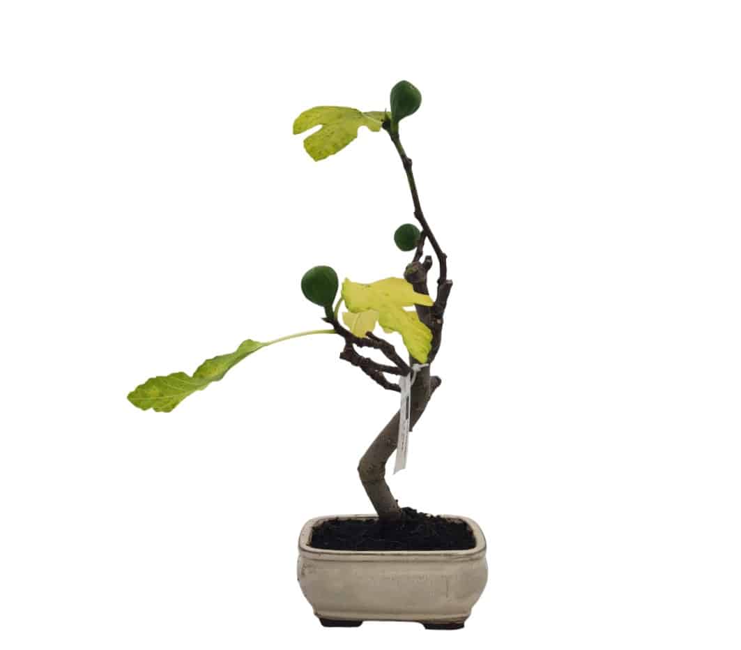 Fig bonsai Ficus carica in a grey pot