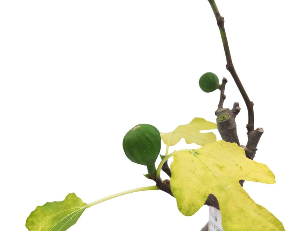 Close-up of leaves and a fig on a fig bonsai