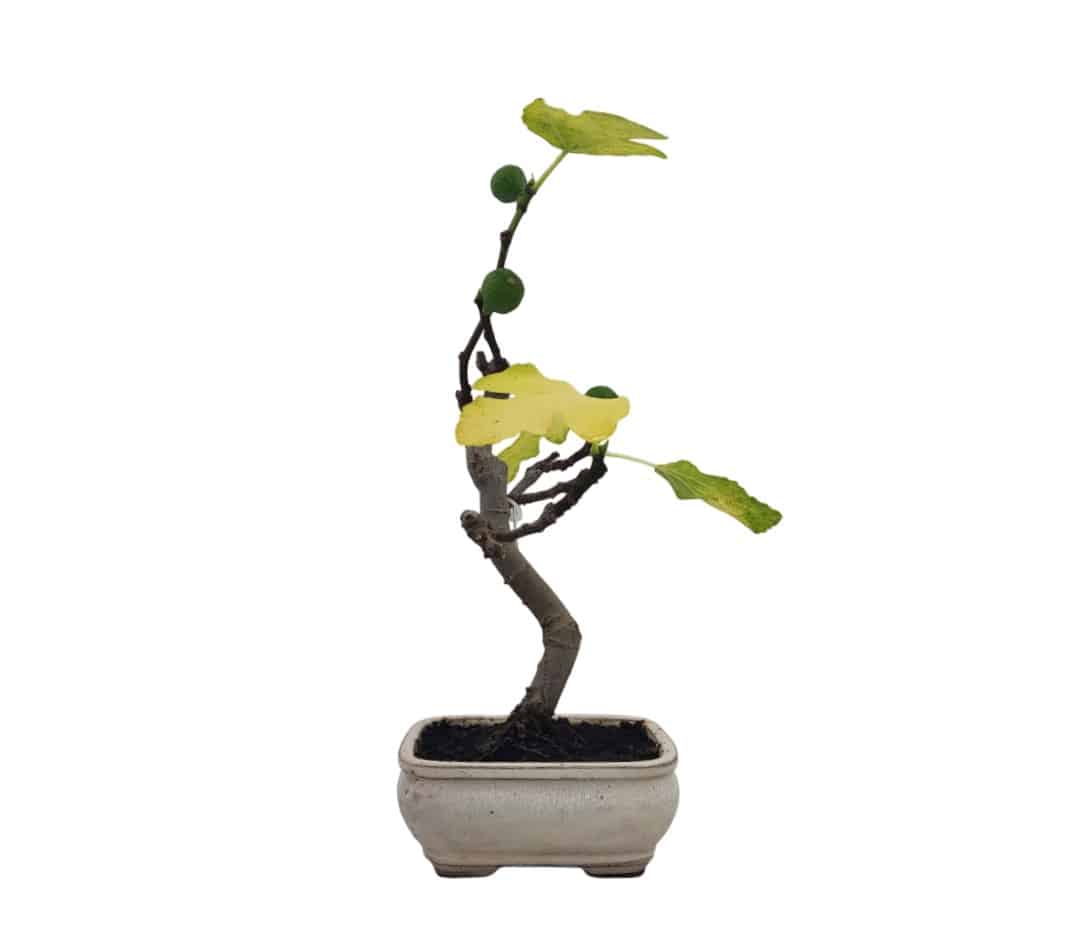 Fig bonsai Ficus carica, side view
