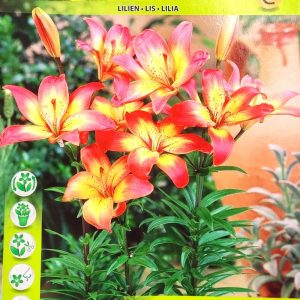 Λίλιουμ Costa del Sol - 3 Βολβοί