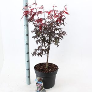 Acer Palmatum ''Bloodgood''