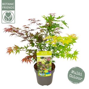 Acer palmatum "Festival"