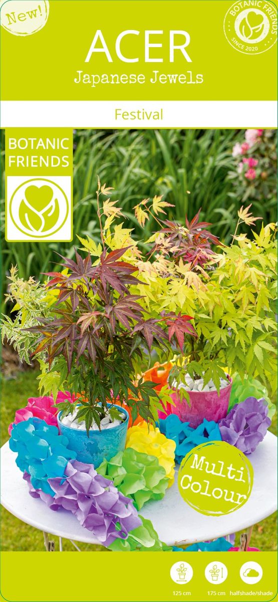 Acer palmatum "Festival" - Image 2