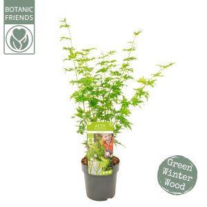 Acer Palmatum "Going Green"