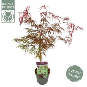 Acer Palmatum "Inaba Shidare"