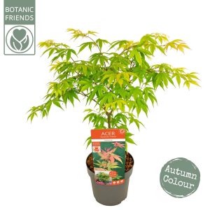 Acer Palmatum Ozakazuki