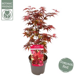 Acer Palmatum "Little Red"