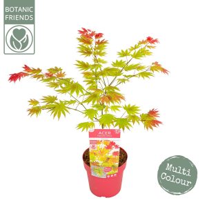 Acer Shirasawanum Moonrise - Φυτό 55εκ.