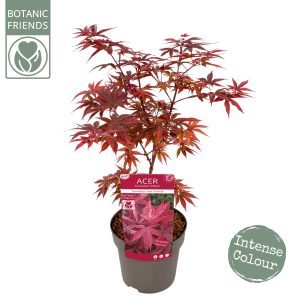 Acer Palmatum Twombly's Red Sentinel 55εκ.