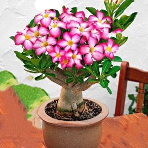 Το Ρόδο της Ερήμου (Adenium obesum) - 8 σπόροι