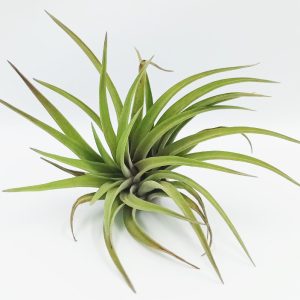 Αερόφυτο Tillandsia Multiflora