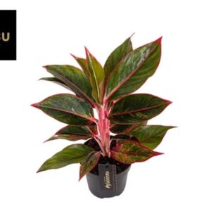Aglaonema "Jungle Red"