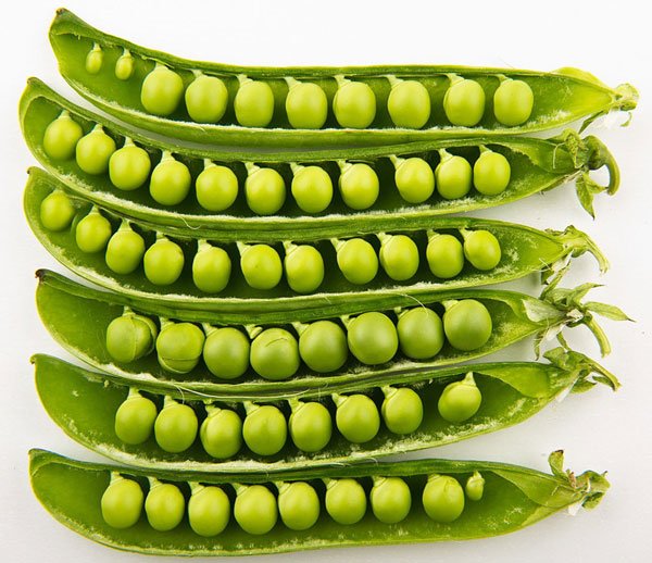 Αρακάς Σπόροι (progress No.9) / Σπόρος Αρακά 65 γραμ.
