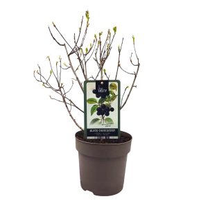 Αρώνια Viking  (Aronia prunifolia) - Φυτό