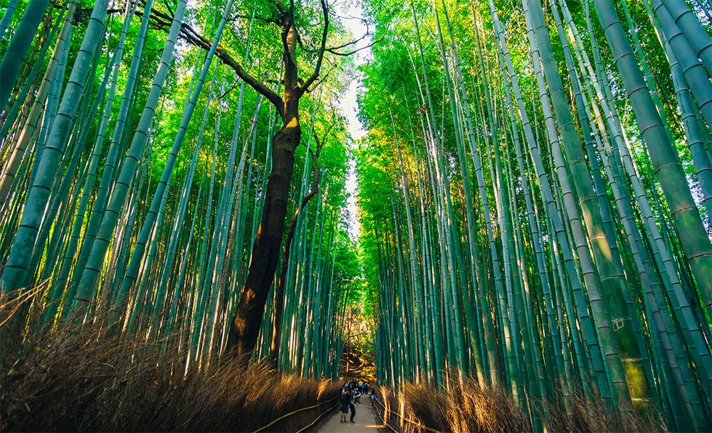 Giant Bamboo "Riesenbambus"- Γιγάντιο Μπαμπού - 50+ σπόροι - Image 2