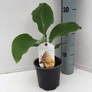 Μπανάνα "Musella lasiocarpa" φυτό - 30 εκ