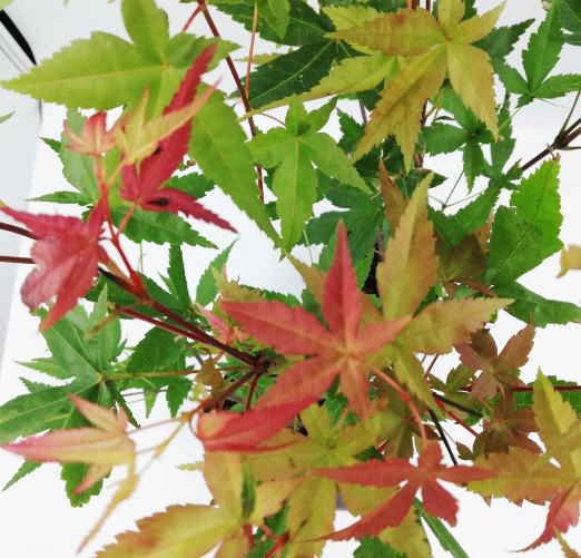 Ιαπωνικό Πλατάνι Acer Palmatum "Beni Maiko" - Image 2