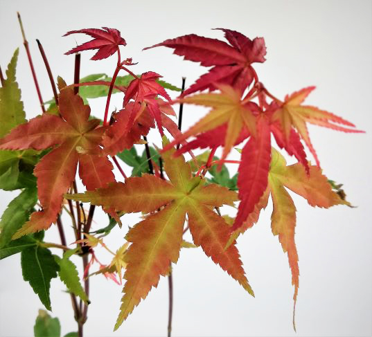 Ιαπωνικό Πλατάνι Acer Palmatum "Beni Maiko" - Image 3