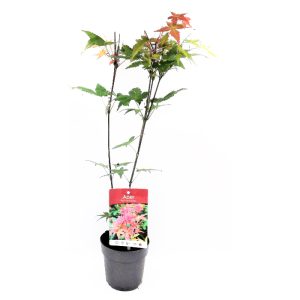 Ιαπωνικό Πλατάνι Acer Palmatum "Beni Maiko"