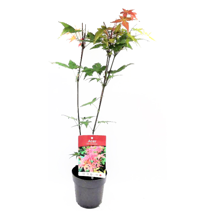 Ιαπωνικό Πλατάνι Acer Palmatum "Beni Maiko"