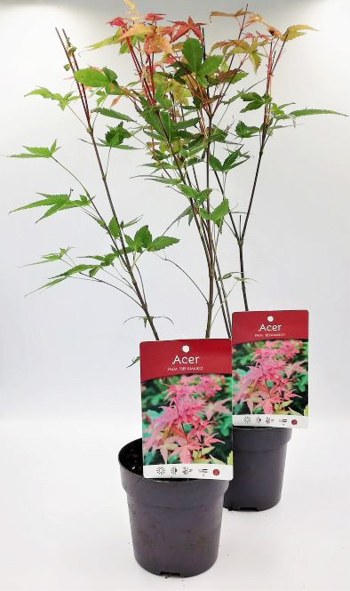 Ιαπωνικό Πλατάνι Acer Palmatum "Beni Maiko" - Image 4