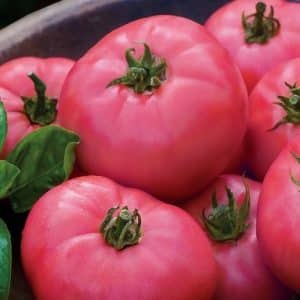 Ροζ ντομάτες Big Pink F1