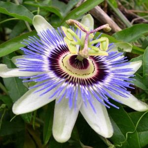 Ρολογιά/Ρολογάκι Πασίφλορα/Blue Passion (passiflora) 0,35γρ Σπόροι