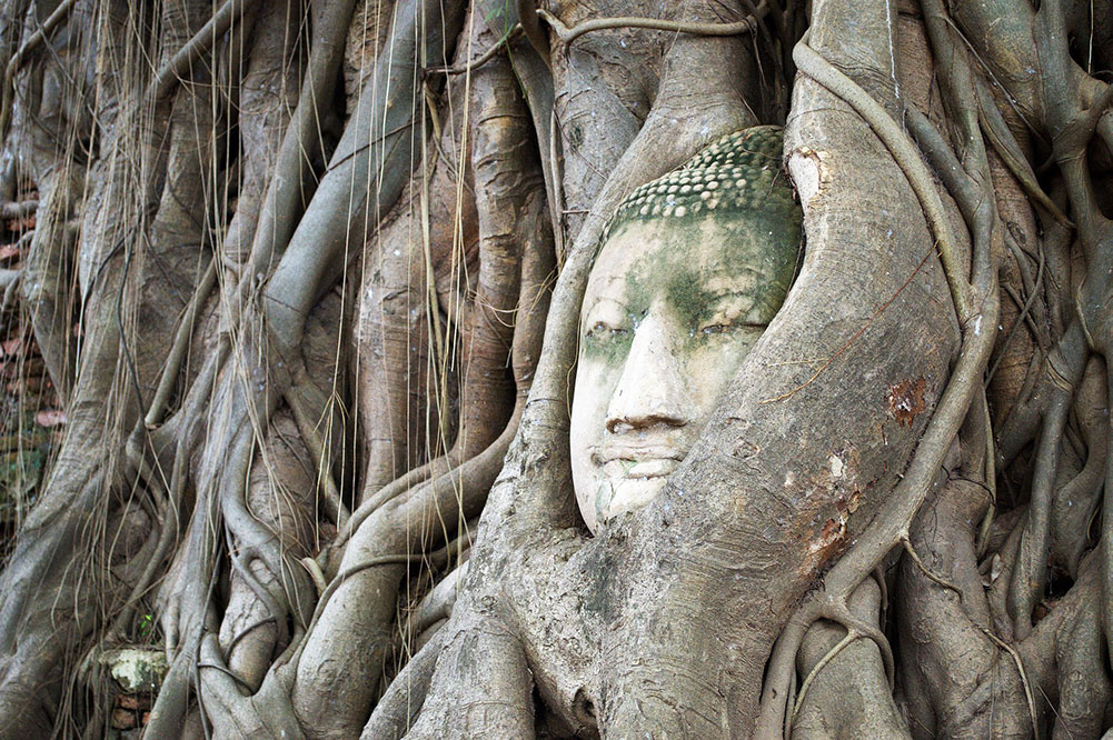 Bodhi Tree / Ficus religiosa Bonsai - 100+ σπόροι - Image 2