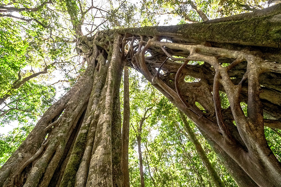 Bodhi Tree / Ficus religiosa Bonsai - 100+ σπόροι - Image 3