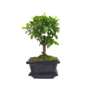 Αυθεντικό Μπονσάι Ligustrum Sinense Baby