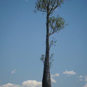 Bottle tree (Brachychiton rupestris) - 5 σπόροι