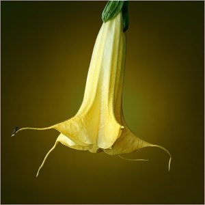 Σάλπιγγα των αγγέλων (Brugmansia) Κίτρινο άνθος - 20 σπόροι