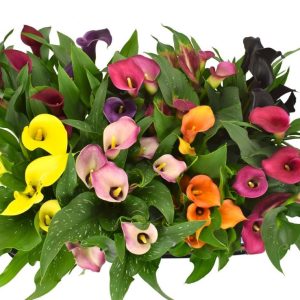 Calla Mixed (Zantedeschia) βολβοί - 5 τεμάχια