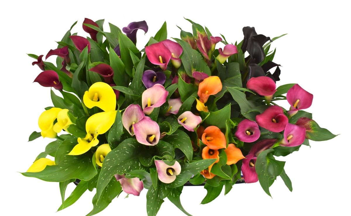 Calla Mixed (Zantedeschia) βολβοί - 5 τεμάχια