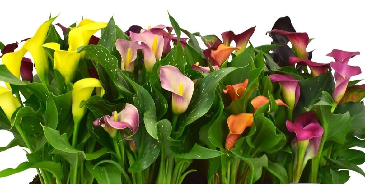Calla Mixed (Zantedeschia) βολβοί - 5 τεμάχια - Image 2
