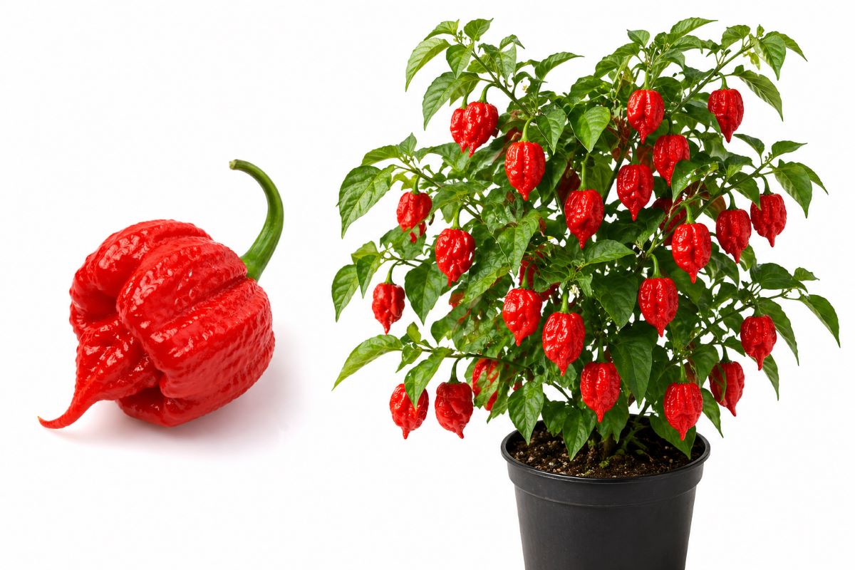 Carolina Reaper - Έτοιμο φυτό 10-15 εκ. - Image 4