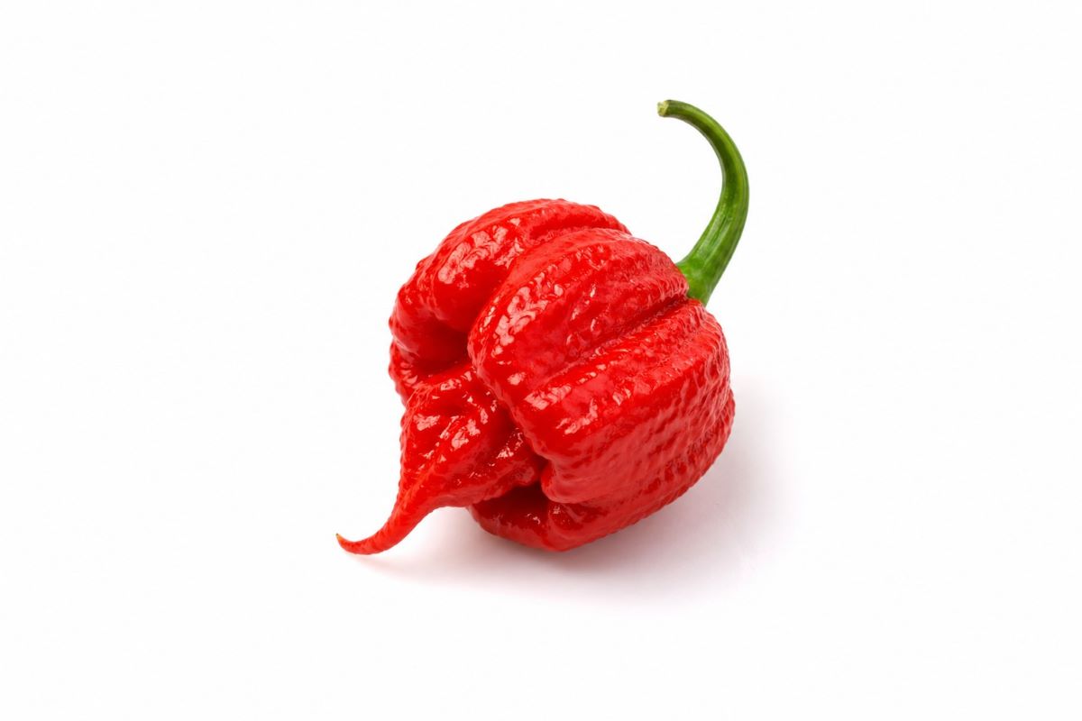 Carolina Reaper - Έτοιμο φυτό 10-15 εκ. - Image 3