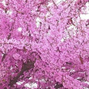 Ροζ-μωβ άνθη κουτσουπιάς Cercis siliquastrum
