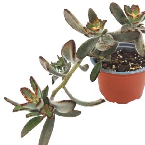 Kalanchoe Tomentosa "Chocolate Soldier" Παχύφυτο
