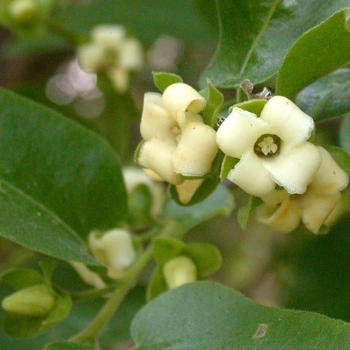 Chocolate persimmon flowers on the tree