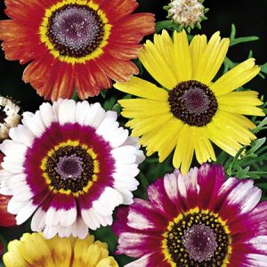 Χρυσάνθεμο Σπόροι / Crisantemo seeds 0,80γρ